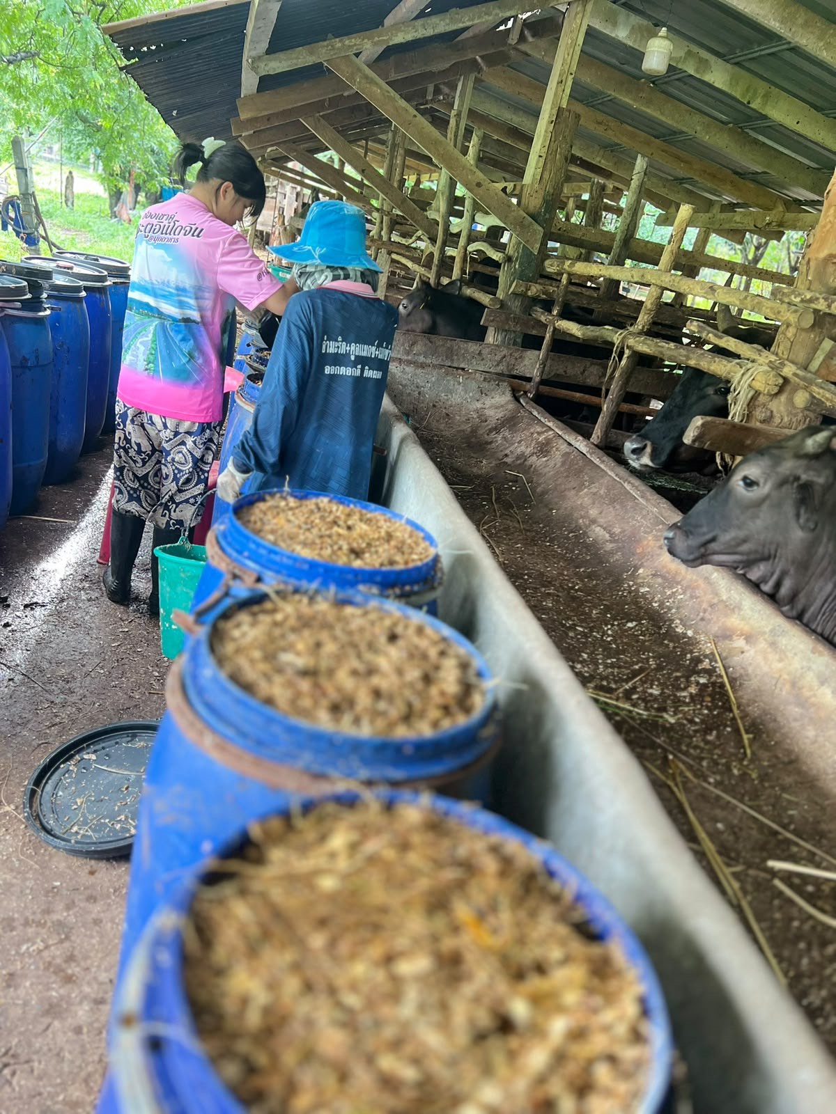 Cooperative members feeding the herd