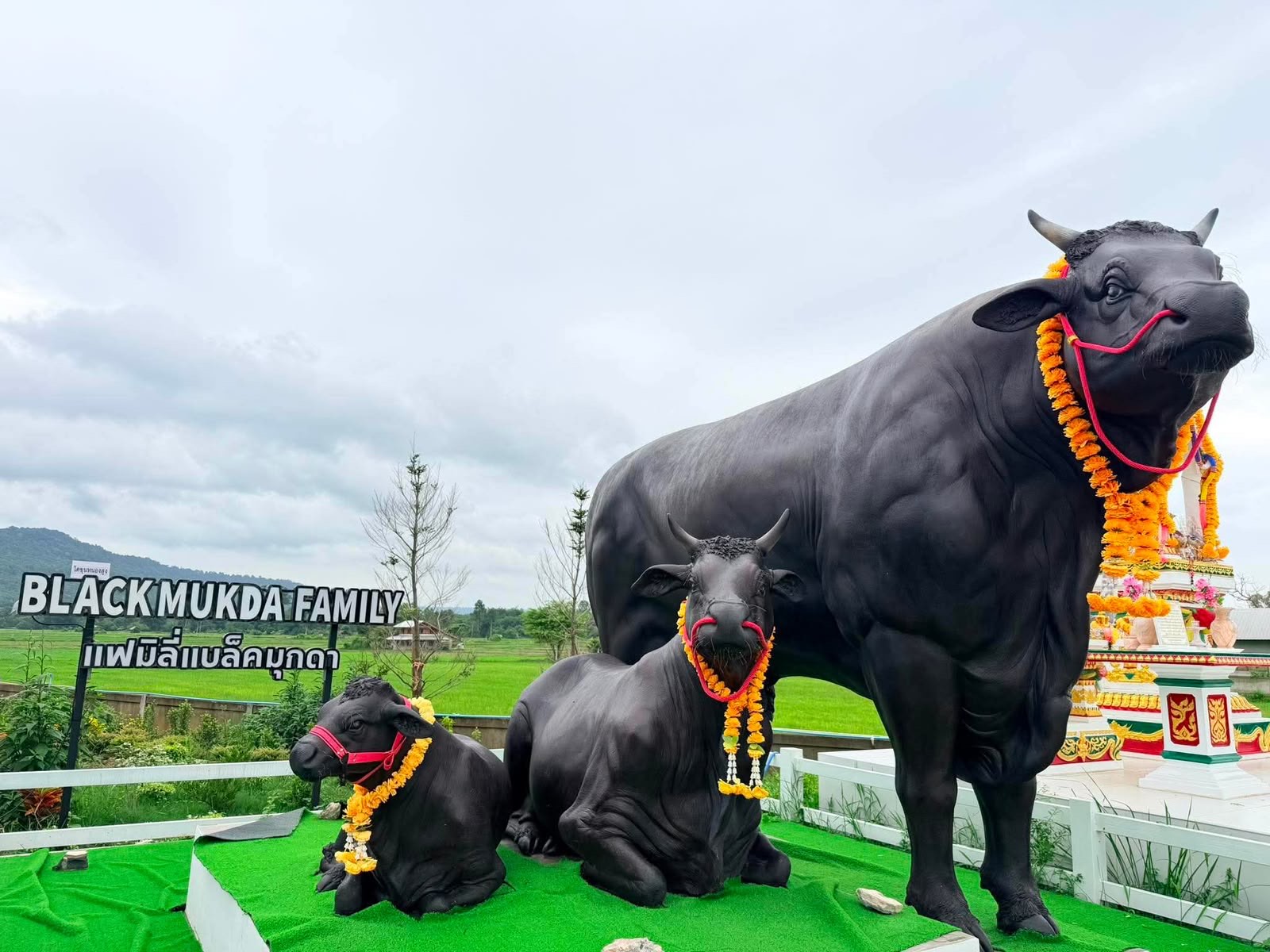 Black Mukda Family landmark, Nong Sung